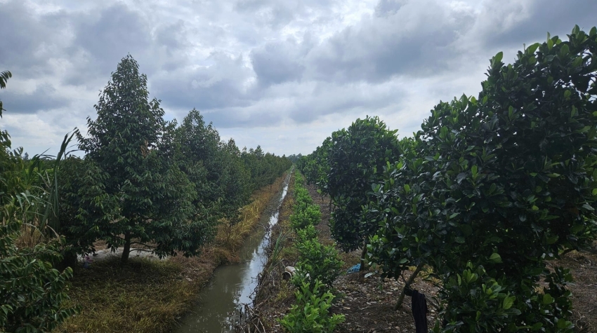 Vườn Mít 6200m Tân Hưng, Thành Tân, Vĩnh Long cẩn bán